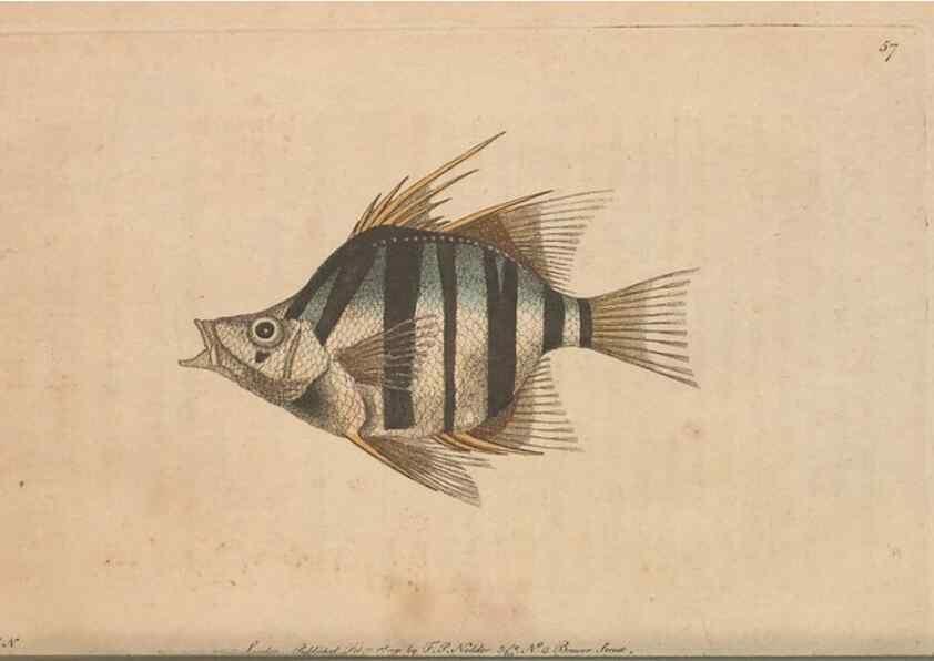 Reproducción/Reproduction 30763035871: The naturalist's miscellany, or Coloured figures of natural objects. London :Printed for Nodder & Co.,1789-1813