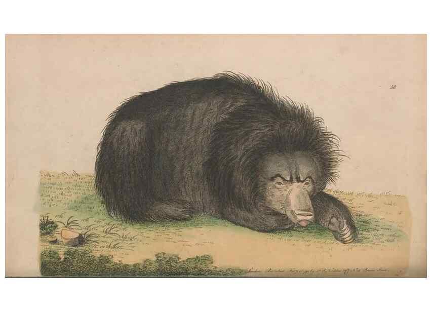 Reproducción/Reproduction 30850935805: The naturalist's miscellany, or Coloured figures of natural objects. London :Printed for Nodder & Co.,1789-1813