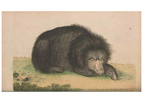 Reproducción/Reproduction 30850935805: The naturalist's miscellany, or Coloured figures of natural objects. London :Printed for Nodder & Co.,1789-1813