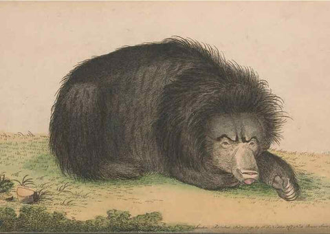 Reproducción/Reproduction 30850935805: The naturalist's miscellany, or Coloured figures of natural objects. London :Printed for Nodder & Co.,1789-1813