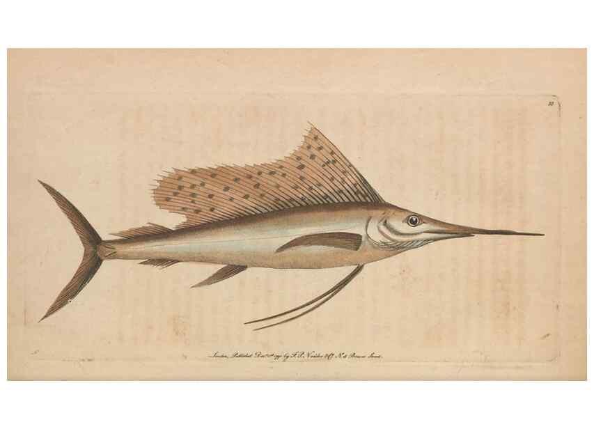 Reproducción/Reproduction 30219247734: The naturalist's miscellany, or Coloured figures of natural objects. London :Printed for Nodder & Co.,1789-1813