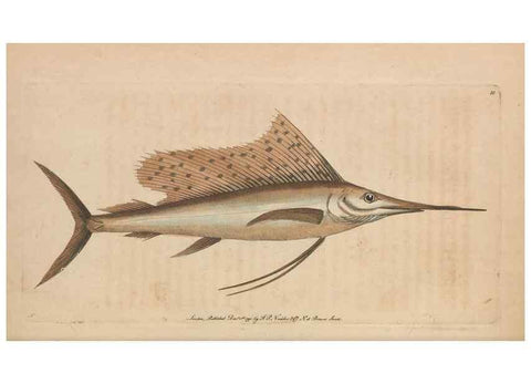 Reproducción/Reproduction 30219247734: The naturalist's miscellany, or Coloured figures of natural objects. London :Printed for Nodder & Co.,1789-1813