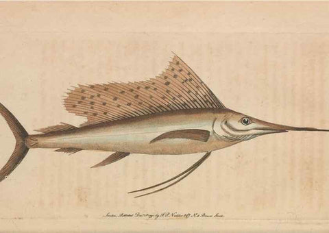 Reproducción/Reproduction 30219247734: The naturalist's miscellany, or Coloured figures of natural objects. London :Printed for Nodder & Co.,1789-1813