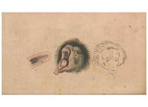 Reproducción/Reproduction 30763039001: The naturalist's miscellany, or Coloured figures of natural objects. London :Printed for Nodder & Co.,1789-1813