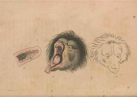 Reproducción/Reproduction 30763039001: The naturalist's miscellany, or Coloured figures of natural objects. London :Printed for Nodder & Co.,1789-1813