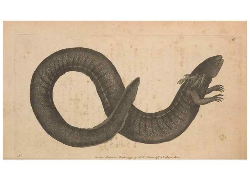 Reproducción/Reproduction 30763042071: The naturalist's miscellany, or Coloured figures of natural objects. London :Printed for Nodder & Co.,1789-1813