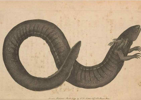 Reproducción/Reproduction 30763042071: The naturalist's miscellany, or Coloured figures of natural objects. London :Printed for Nodder & Co.,1789-1813