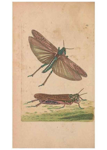 Reproducción/Reproduction 30215550303: The naturalist's miscellany, or Coloured figures of natural objects. London :Printed for Nodder & Co.,1789-1813