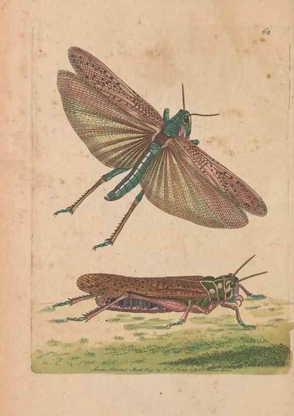 Reproducción/Reproduction 30215550303: The naturalist's miscellany, or Coloured figures of natural objects. London :Printed for Nodder & Co.,1789-1813