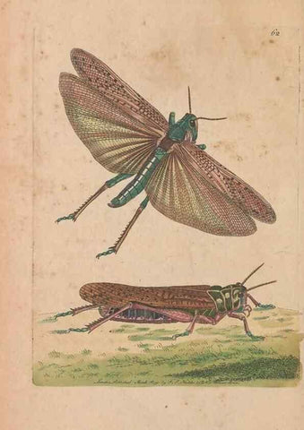 Reproducción/Reproduction 30215550303: The naturalist's miscellany, or Coloured figures of natural objects. London :Printed for Nodder & Co.,1789-1813
