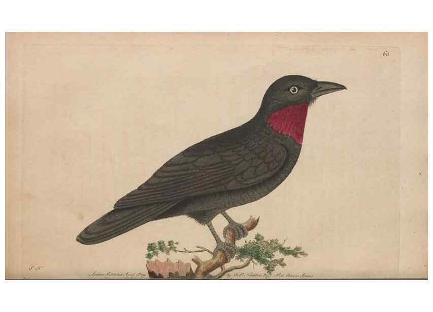 Reproducción/Reproduction 30734557672: The naturalist's miscellany, or Coloured figures of natural objects. London :Printed for Nodder & Co.,1789-1813