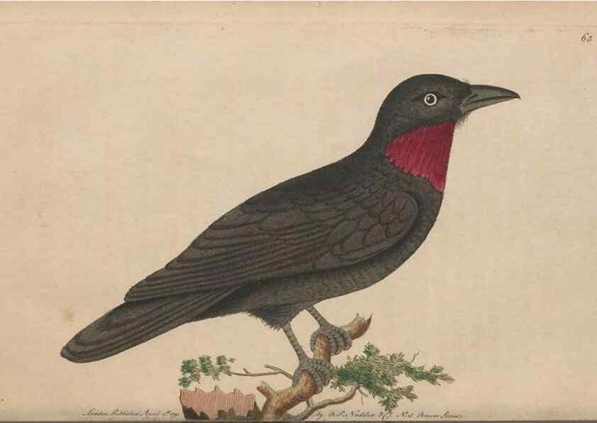 Reproducción/Reproduction 30734557672: The naturalist's miscellany, or Coloured figures of natural objects. London :Printed for Nodder & Co.,1789-1813