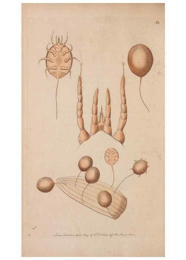 Reproducción/Reproduction 30549999930: The naturalist's miscellany, or Coloured figures of natural objects. London :Printed for Nodder & Co.,1789-1813