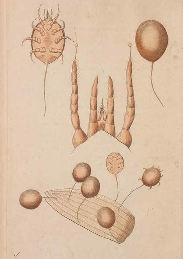 Reproducción/Reproduction 30549999930: The naturalist's miscellany, or Coloured figures of natural objects. London :Printed for Nodder & Co.,1789-1813