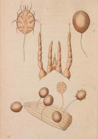 Reproducción/Reproduction 30549999930: The naturalist's miscellany, or Coloured figures of natural objects. London :Printed for Nodder & Co.,1789-1813