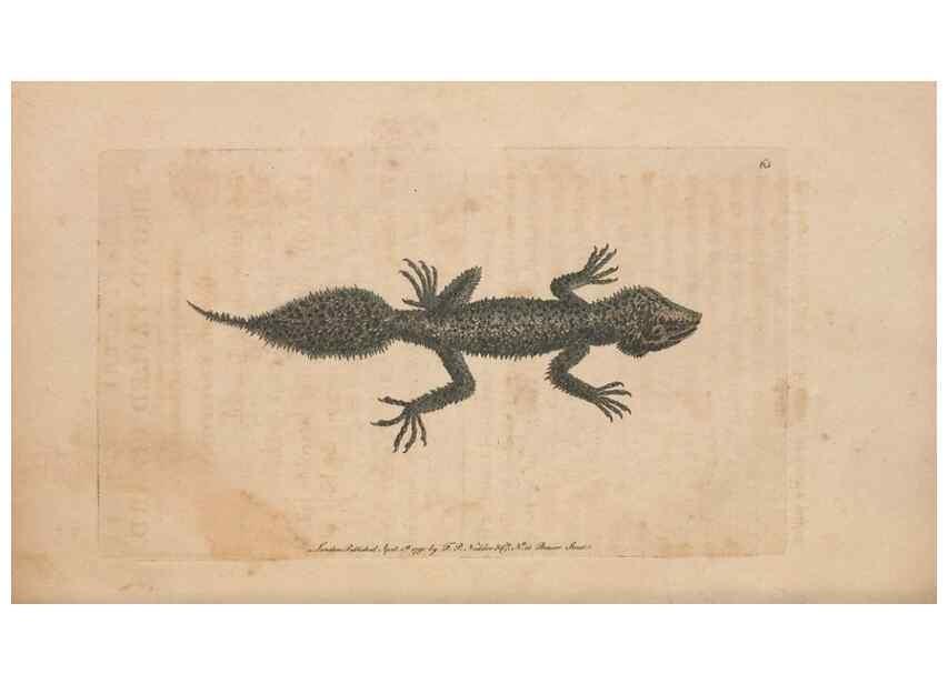 Reproducción/Reproduction 30218957864: The naturalist's miscellany, or Coloured figures of natural objects. London :Printed for Nodder & Co.,1789-1813