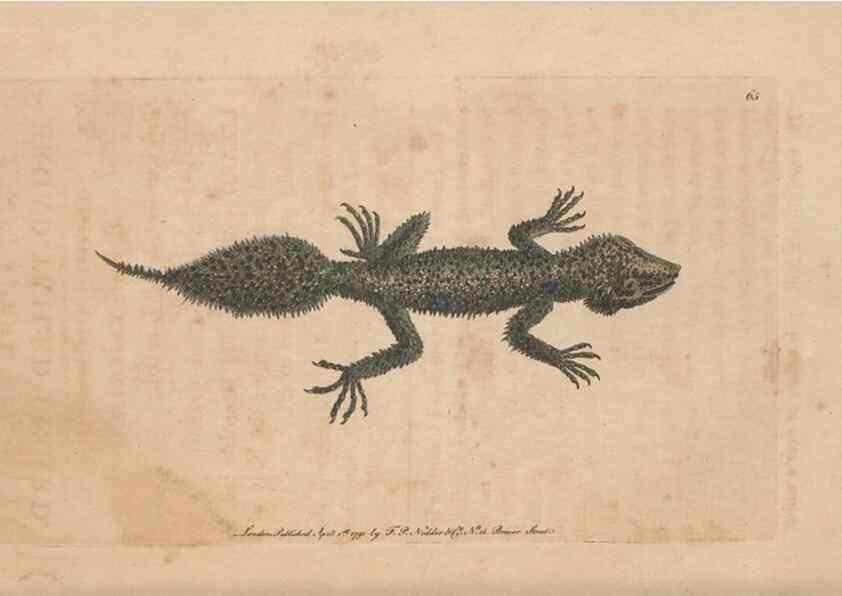Reproducción/Reproduction 30218957864: The naturalist's miscellany, or Coloured figures of natural objects. London :Printed for Nodder & Co.,1789-1813