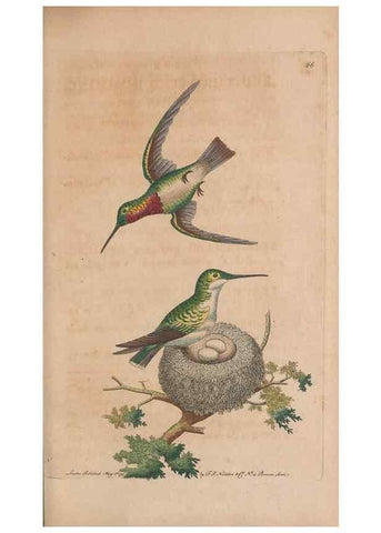 Reproducción/Reproduction 30215556753: The naturalist's miscellany, or Coloured figures of natural objects. London :Printed for Nodder & Co.,1789-1813
