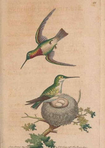 Reproducción/Reproduction 30215556753: The naturalist's miscellany, or Coloured figures of natural objects. London :Printed for Nodder & Co.,1789-1813
