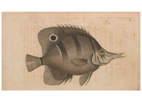 Reproducción/Reproduction 30215558213: The naturalist's miscellany, or Coloured figures of natural objects. London :Printed for Nodder & Co.,1789-1813