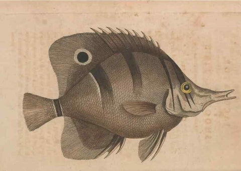 Reproducción/Reproduction 30215558213: The naturalist's miscellany, or Coloured figures of natural objects. London :Printed for Nodder & Co.,1789-1813