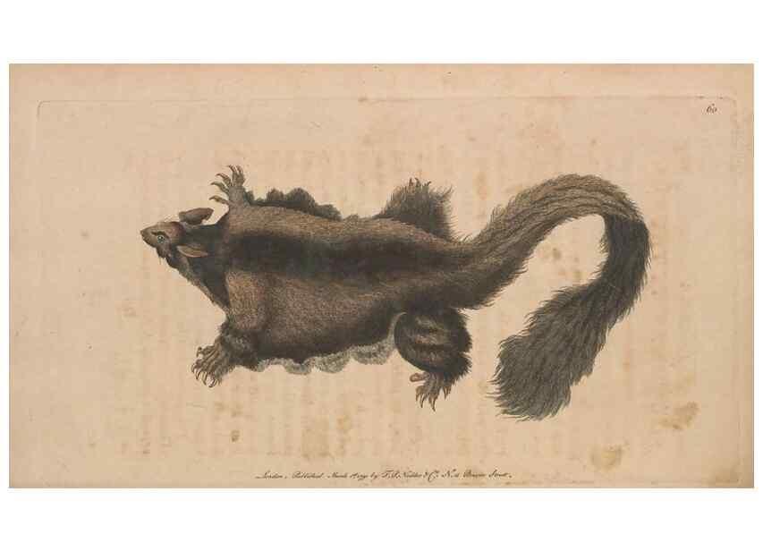 Reproducción/Reproduction 30850937315: The naturalist's miscellany, or Coloured figures of natural objects. London :Printed for Nodder & Co.,1789-1813