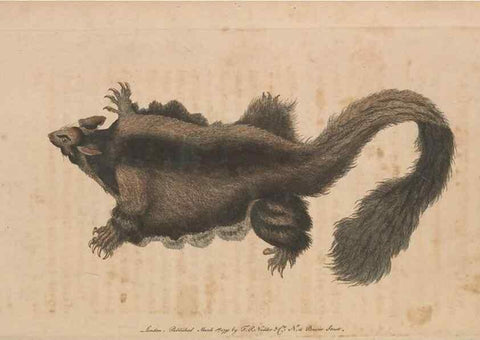Reproducción/Reproduction 30850937315: The naturalist's miscellany, or Coloured figures of natural objects. London :Printed for Nodder & Co.,1789-1813