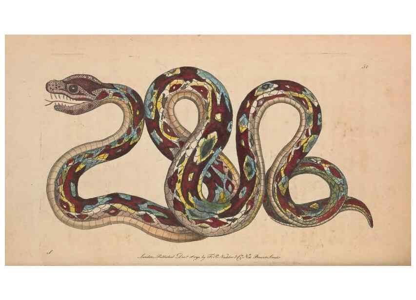 Reproducción/Reproduction 30218934904: The naturalist's miscellany, or Coloured figures of natural objects. London :Printed for Nodder & Co.,1789-1813