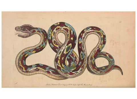 Reproducción/Reproduction 30218934904: The naturalist's miscellany, or Coloured figures of natural objects. London :Printed for Nodder & Co.,1789-1813