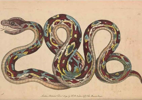 Reproducción/Reproduction 30218934904: The naturalist's miscellany, or Coloured figures of natural objects. London :Printed for Nodder & Co.,1789-1813