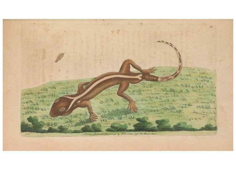 Reproducción/Reproduction 30215825533: The naturalist's miscellany, or Coloured figures of natural objects. London :Printed for Nodder & Co.,1789-1813