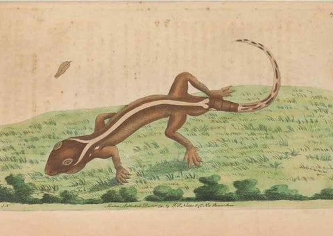 Reproducción/Reproduction 30215825533: The naturalist's miscellany, or Coloured figures of natural objects. London :Printed for Nodder & Co.,1789-1813