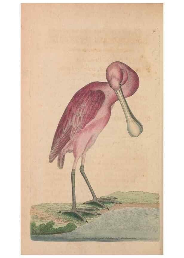 Reproducción/Reproduction 30219253324: The naturalist's miscellany, or Coloured figures of natural objects. London :Printed for Nodder & Co.,1789-1813