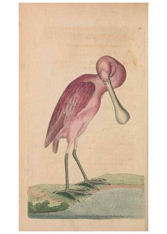 Reproducción/Reproduction 30219253324: The naturalist's miscellany, or Coloured figures of natural objects. London :Printed for Nodder & Co.,1789-1813