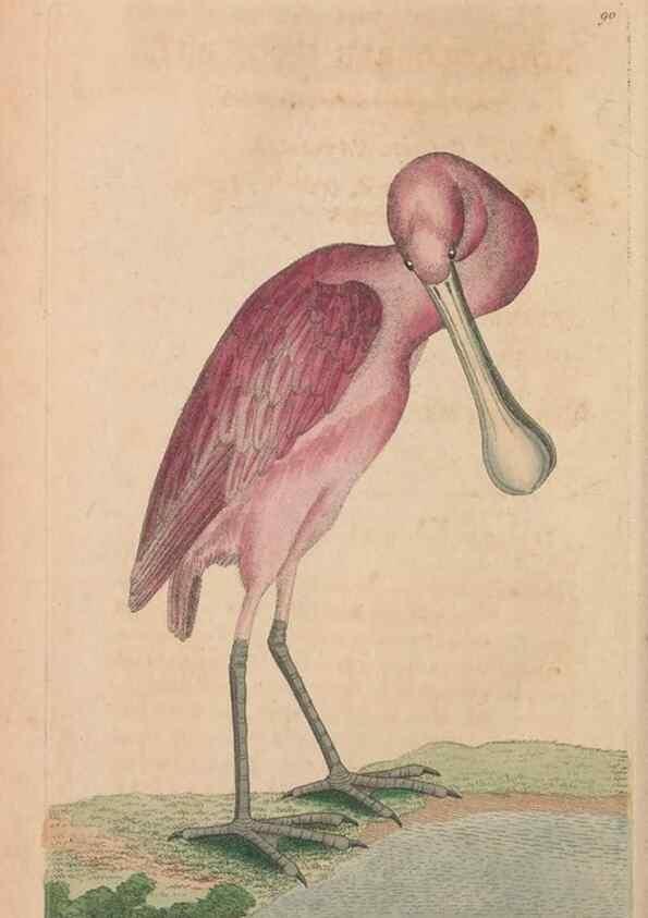 Reproducción/Reproduction 30219253324: The naturalist's miscellany, or Coloured figures of natural objects. London :Printed for Nodder & Co.,1789-1813