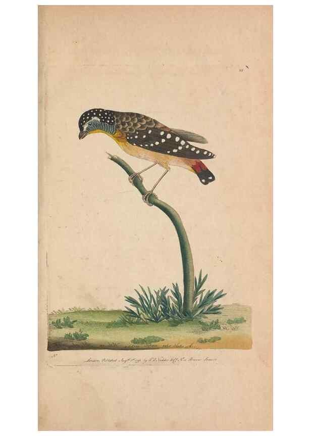 Reproducción/Reproduction 30763622261: The naturalist's miscellany, or Coloured figures of natural objects. London :Printed for Nodder & Co.,1789-1813