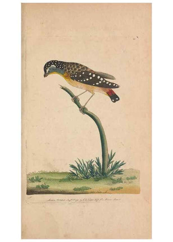 Reproducción/Reproduction 30763622261: The naturalist's miscellany, or Coloured figures of natural objects. London :Printed for Nodder & Co.,1789-1813