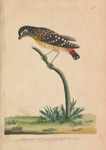 Reproducción/Reproduction 30763622261: The naturalist's miscellany, or Coloured figures of natural objects. London :Printed for Nodder & Co.,1789-1813