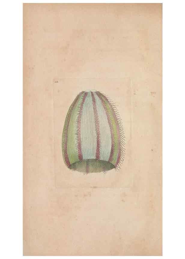 Reproducción/Reproduction 30550576390: The naturalist's miscellany, or Coloured figures of natural objects. London :Printed for Nodder & Co.,1789-1813