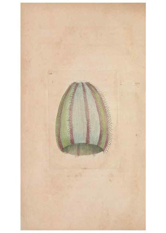 Reproducción/Reproduction 30550576390: The naturalist's miscellany, or Coloured figures of natural objects. London :Printed for Nodder & Co.,1789-1813