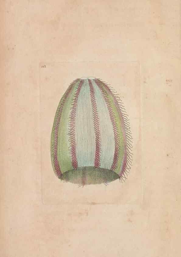 Reproducción/Reproduction 30550576390: The naturalist's miscellany, or Coloured figures of natural objects. London :Printed for Nodder & Co.,1789-1813