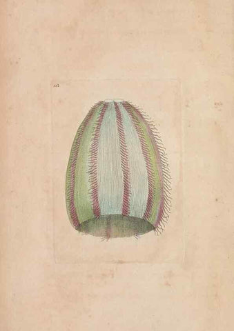 Reproducción/Reproduction 30550576390: The naturalist's miscellany, or Coloured figures of natural objects. London :Printed for Nodder & Co.,1789-1813