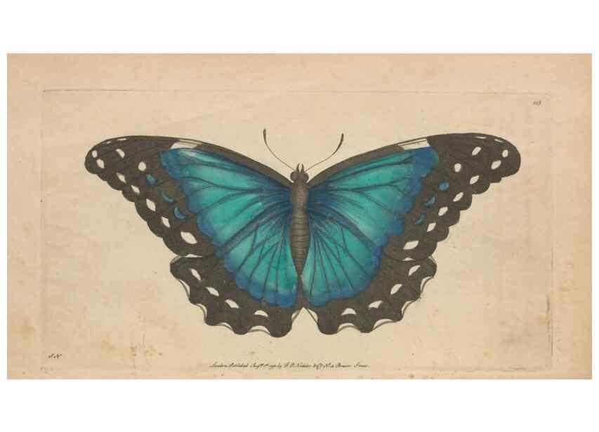 Reproducción/Reproduction 30550578760: The naturalist's miscellany, or Coloured figures of natural objects. London :Printed for Nodder & Co.,1789-1813