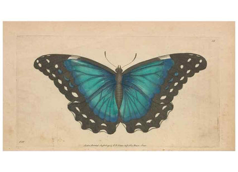 Reproducción/Reproduction 30550578760: The naturalist's miscellany, or Coloured figures of natural objects. London :Printed for Nodder & Co.,1789-1813