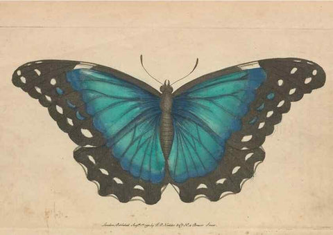 Reproducción/Reproduction 30550578760: The naturalist's miscellany, or Coloured figures of natural objects. London :Printed for Nodder & Co.,1789-1813