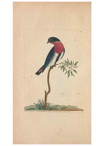 Reproducción/Reproduction 30763631951: The naturalist's miscellany, or Coloured figures of natural objects. London :Printed for Nodder & Co.,1789-1813