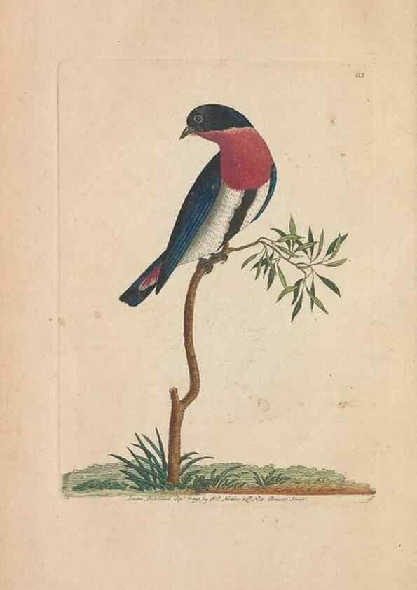 Reproducción/Reproduction 30763631951: The naturalist's miscellany, or Coloured figures of natural objects. London :Printed for Nodder & Co.,1789-1813