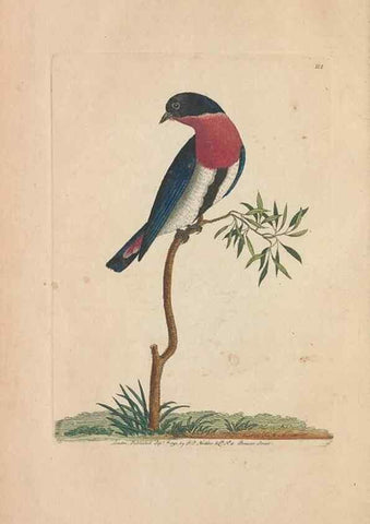 Reproducción/Reproduction 30763631951: The naturalist's miscellany, or Coloured figures of natural objects. London :Printed for Nodder & Co.,1789-1813