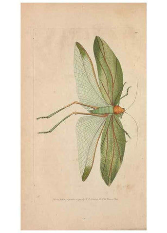 Reproducción/Reproduction 30763634861: The naturalist's miscellany, or Coloured figures of natural objects. London :Printed for Nodder & Co.,1789-1813