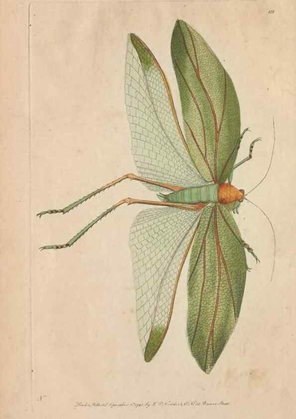 Reproducción/Reproduction 30763634861: The naturalist's miscellany, or Coloured figures of natural objects. London :Printed for Nodder & Co.,1789-1813